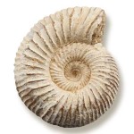 white_ammonite