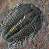 Cambrian-trilobite-fossil-001