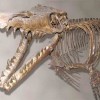 Mosasaurus Skelton