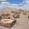 Petrified_Forest_National_Park_Wood
