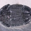 Trilobite-utah