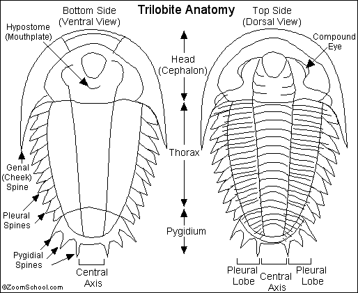 Trilobite_bw