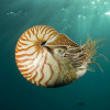 ammonite_nautilus